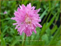 Lychnis flos-cuculi &#39;Petite Jenny&#39;