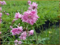 Lychnis flos-cuculi &#39;Petite Jenny&#39;