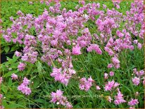 Lychnis flos-cuculi &#39;Petite Jenny&#39;