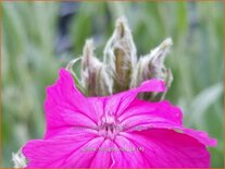 Lychnis &#39;Hill Grounds&#39;