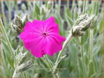 Lychnis &#39;Hill Grounds&#39;