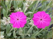 Lychnis &#39;Hill Grounds&#39;