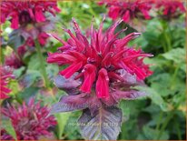 Monarda &#39;Fireball&#39;