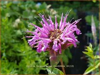 Monarda fistulosa subsp. menthifolia