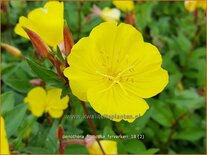 Oenothera fruticosa &#39;Fyrverkeri&#39;