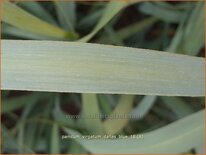 Panicum virgatum &#39;Dallas Blue&#39;