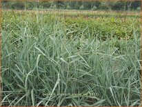 Panicum virgatum &#39;Prairie Sky&#39;