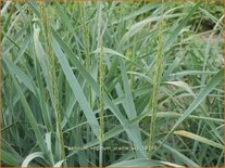 Panicum virgatum &#39;Prairie Sky&#39;