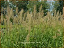 Pennisetum alopecuroides &#39;Hameln&#39;