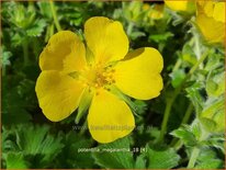 Potentilla megalantha