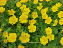 Potentilla megalantha