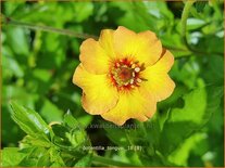 Potentilla tonguei