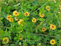 Potentilla tonguei