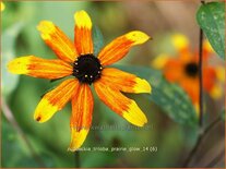 Rudbeckia triloba &#39;Prairie Glow&#39;