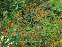 Rudbeckia triloba &#39;Prairie Glow&#39;