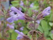 Salvia officinalis &#39;Berggarten&#39;