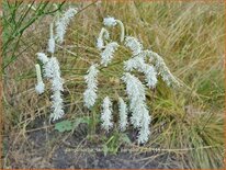 Sanguisorba tenuifolia &#39;Parviflora&#39;