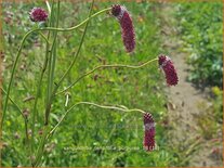 Sanguisorba tenuifolia &#39;Purpurea&#39;