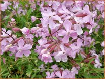 Saponaria lempergii &#39;Max Frei&#39;