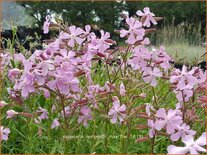 Saponaria lempergii &#39;Max Frei&#39;