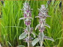 Stachys byzantina