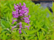 Stachys officinalis &#39;Ukkie&#39;