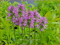 Stachys officinalis &#39;Ukkie&#39;