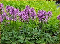 Stachys officinalis &#39;Ukkie&#39;