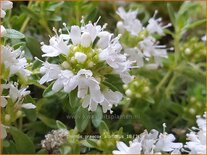 Thymus praecox &#39;Albiflorus&#39;