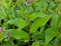 Tricyrtis &#39;Empress&#39;