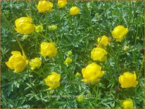 Trollius &#39;Lemon Queen&#39;