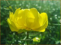 Trollius &#39;Lemon Queen&#39;