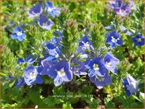 Veronica &#39;Tidal Pool&#39;