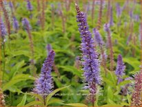 Veronicastrum sibiricum &#39;Red Arrows&#39;