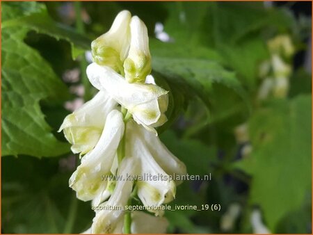 Aconitum septentrionale &#39;Ivorine&#39;