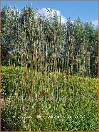 Andropogon hallii &#39;Purple Konza&#39;