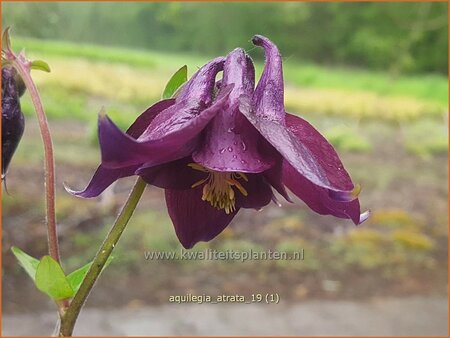 Aquilegia atrata