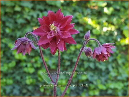 Aquilegia vulgaris &#39;Ruby Port&#39;