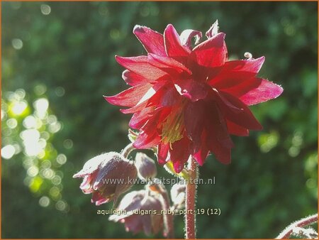 Aquilegia vulgaris &#39;Ruby Port&#39;