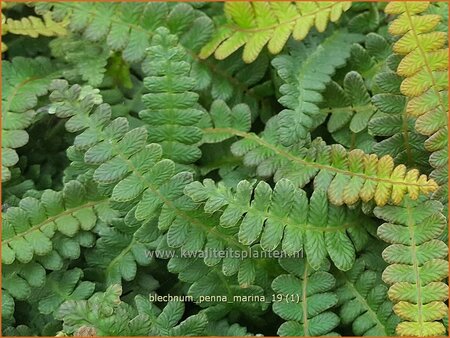 Blechnum penna-marina