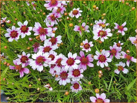 Coreopsis &#39;Sweet Dreams&#39;