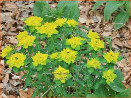 Euphorbia polychroma &#39;Senior&#39;