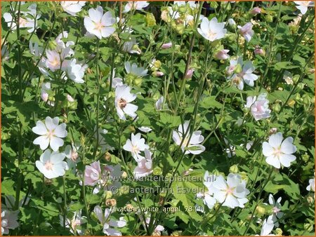 Lavatera &#39;White Angel&#39;