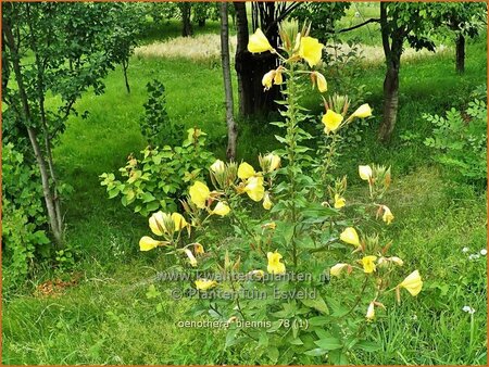 Oenothera biennis