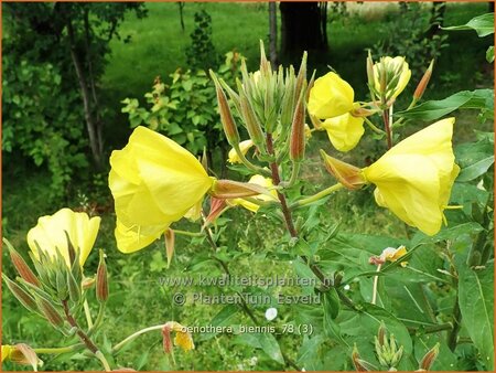 Oenothera biennis