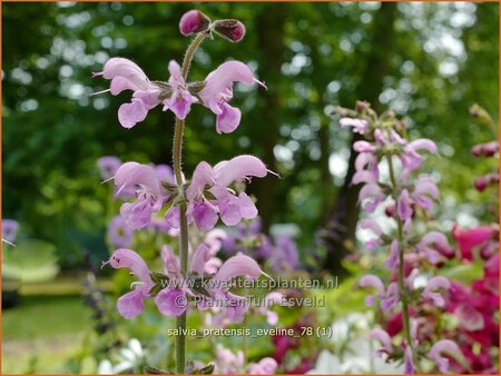 Salvia pratensis &#39;Eveline&#39;