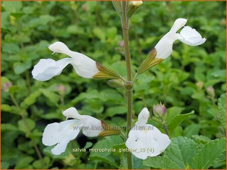 Salvia microphylla &#39;Gletsjer&#39;