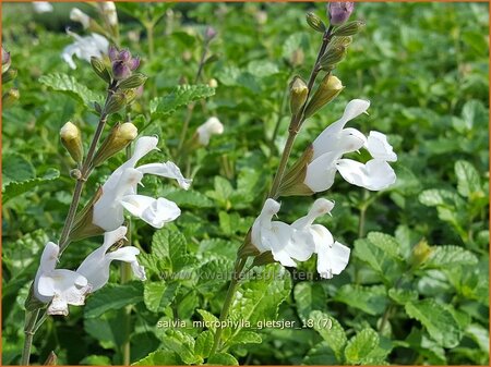 Salvia microphylla &#39;Gletsjer&#39;