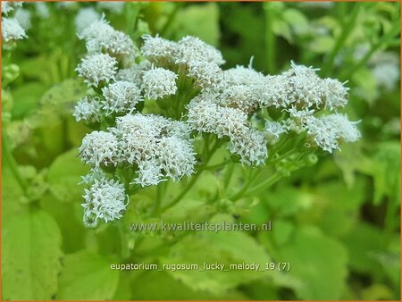 Eupatorium rugosum &#39;Lucky Melody&#39;