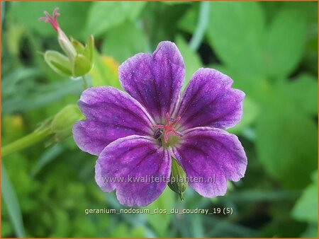 Geranium nodosum &#39;Clos du Coudray&#39;